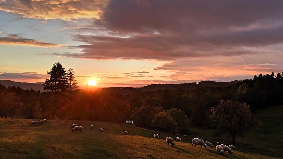 Podvečer, klinkání zvonců skotu a oveček, vracejících se do salaše.