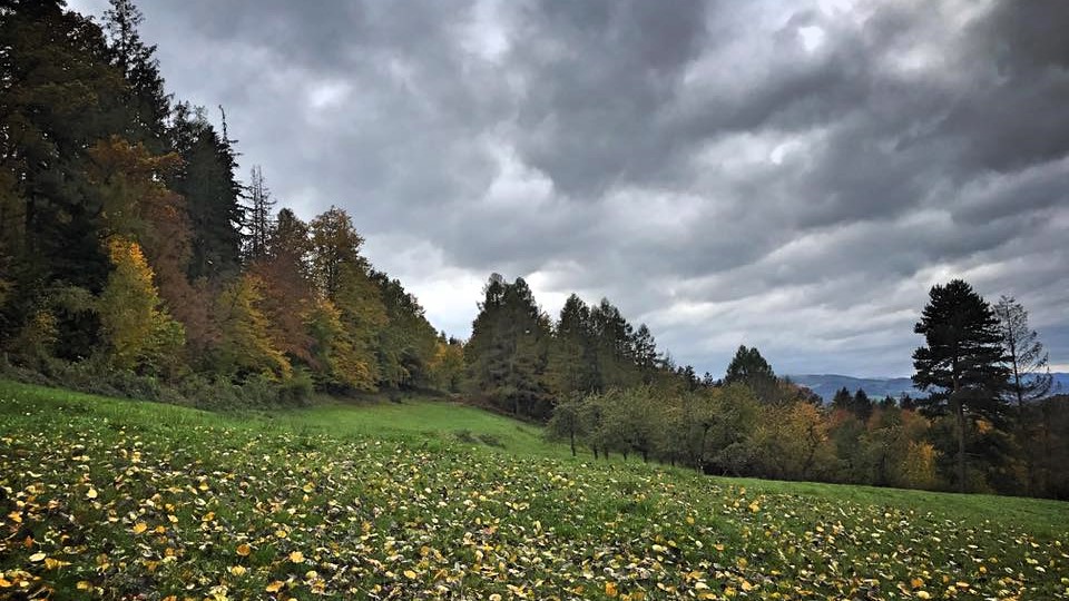 Sbíráte rádi houby? Ano? Tak rychle pro košík,!