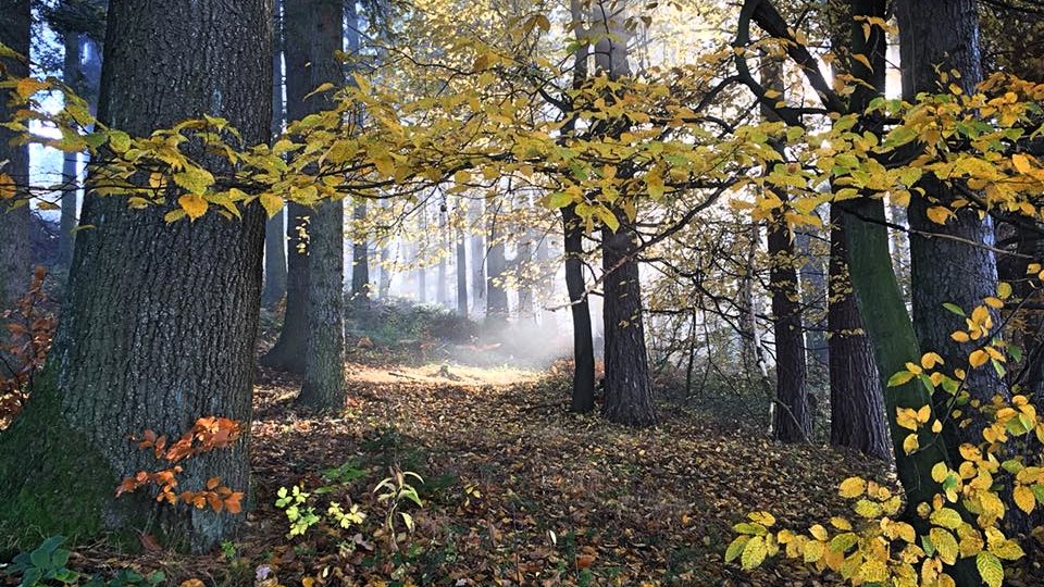 Pod každým stromem hříbek, čeká na Vás.